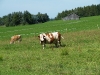 2009_08_16_Bild_008_Koehler.JPG